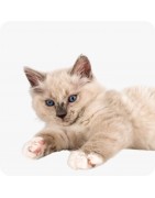 Produits pour chats